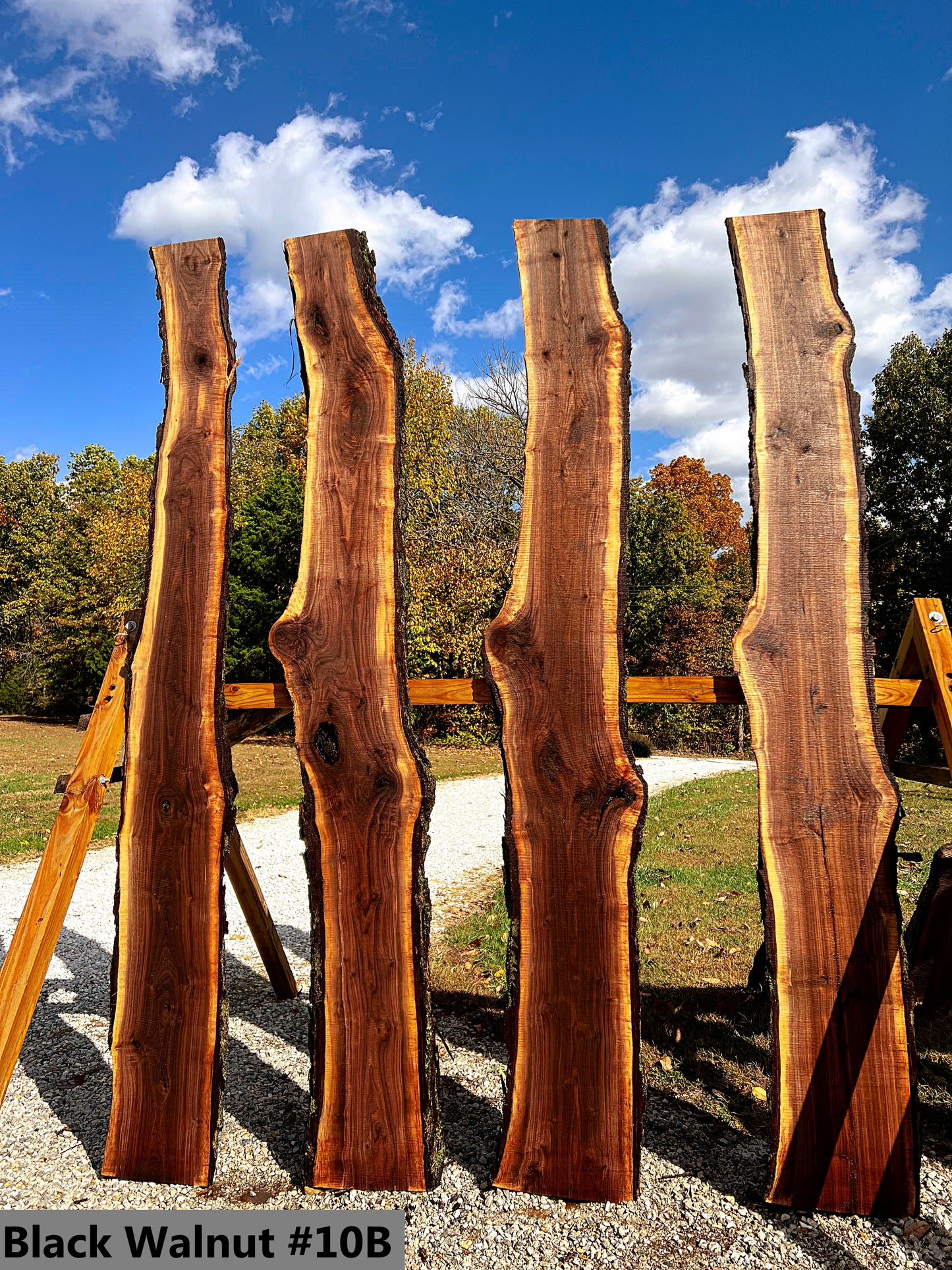 Black Walnut #10B