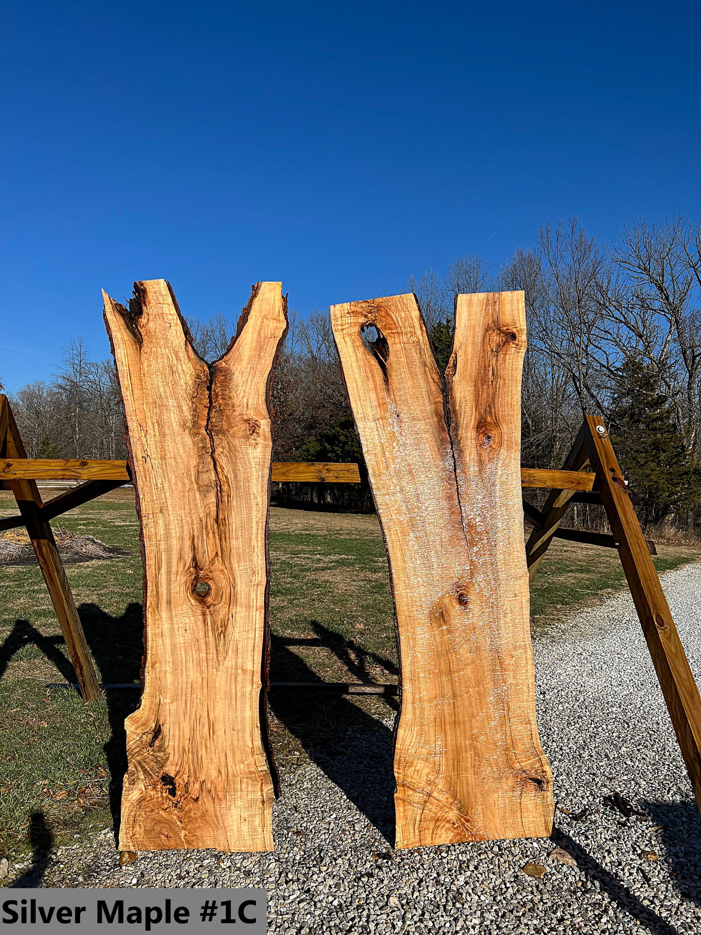 Silver Maple #1C