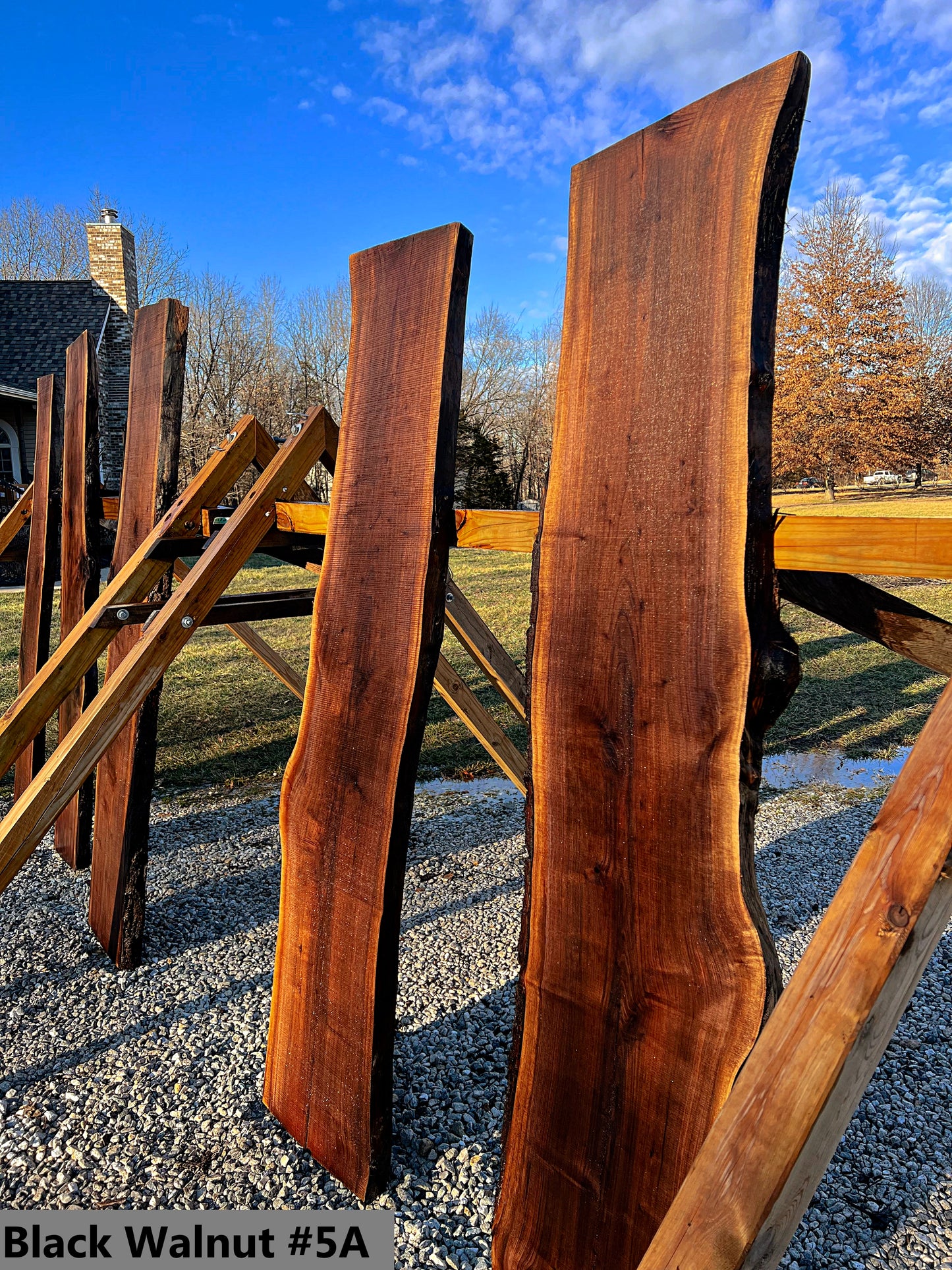 Black Walnut #5A