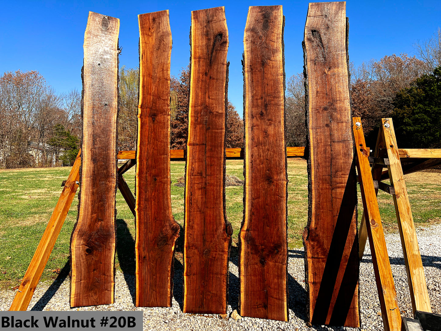 Black Walnut #20B