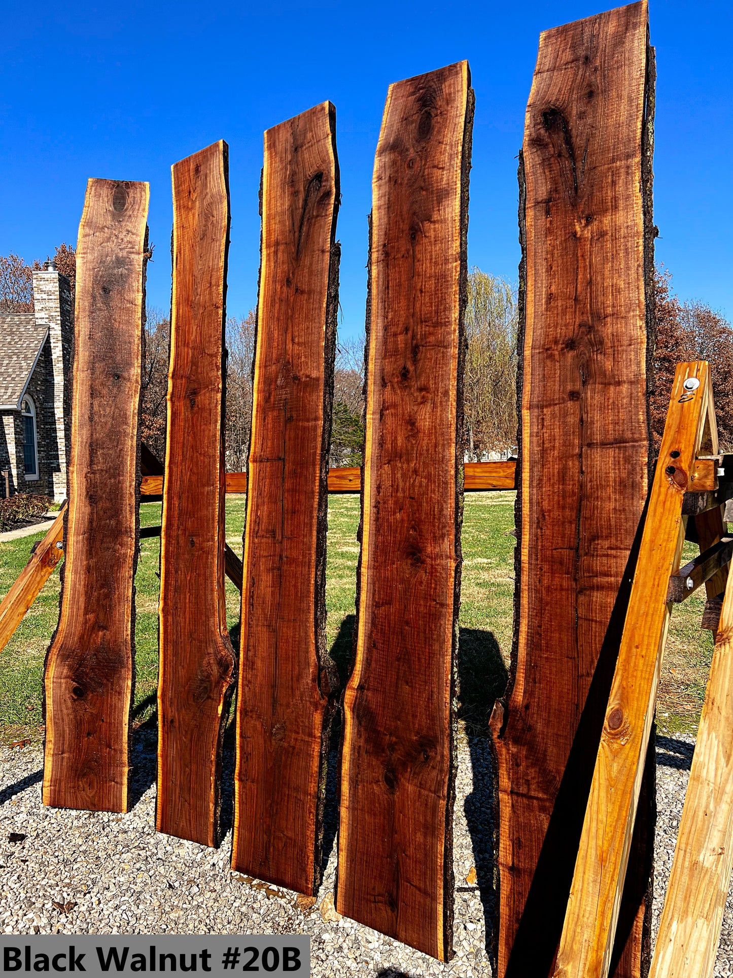 Black Walnut #20B