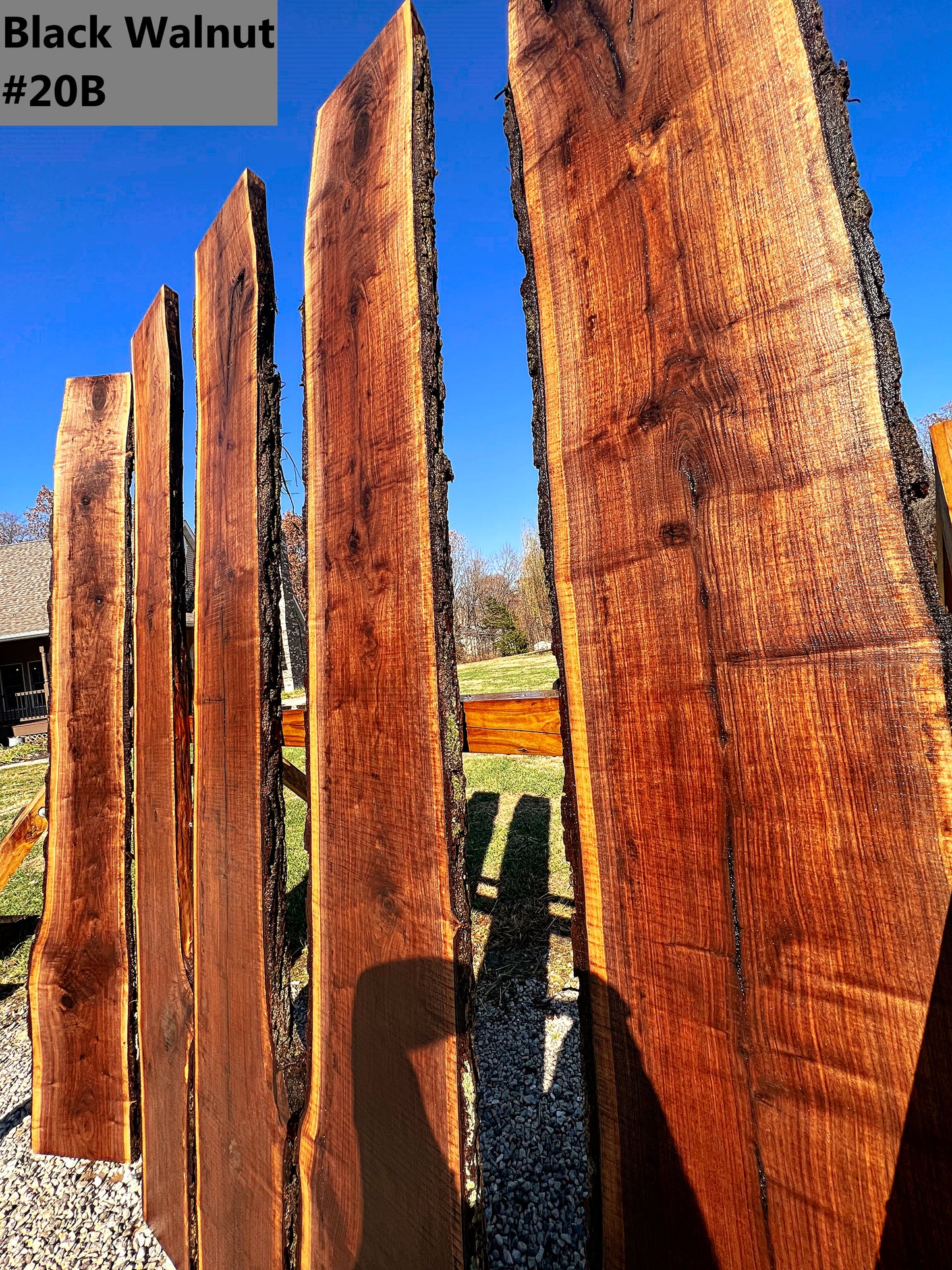 Black Walnut #20B