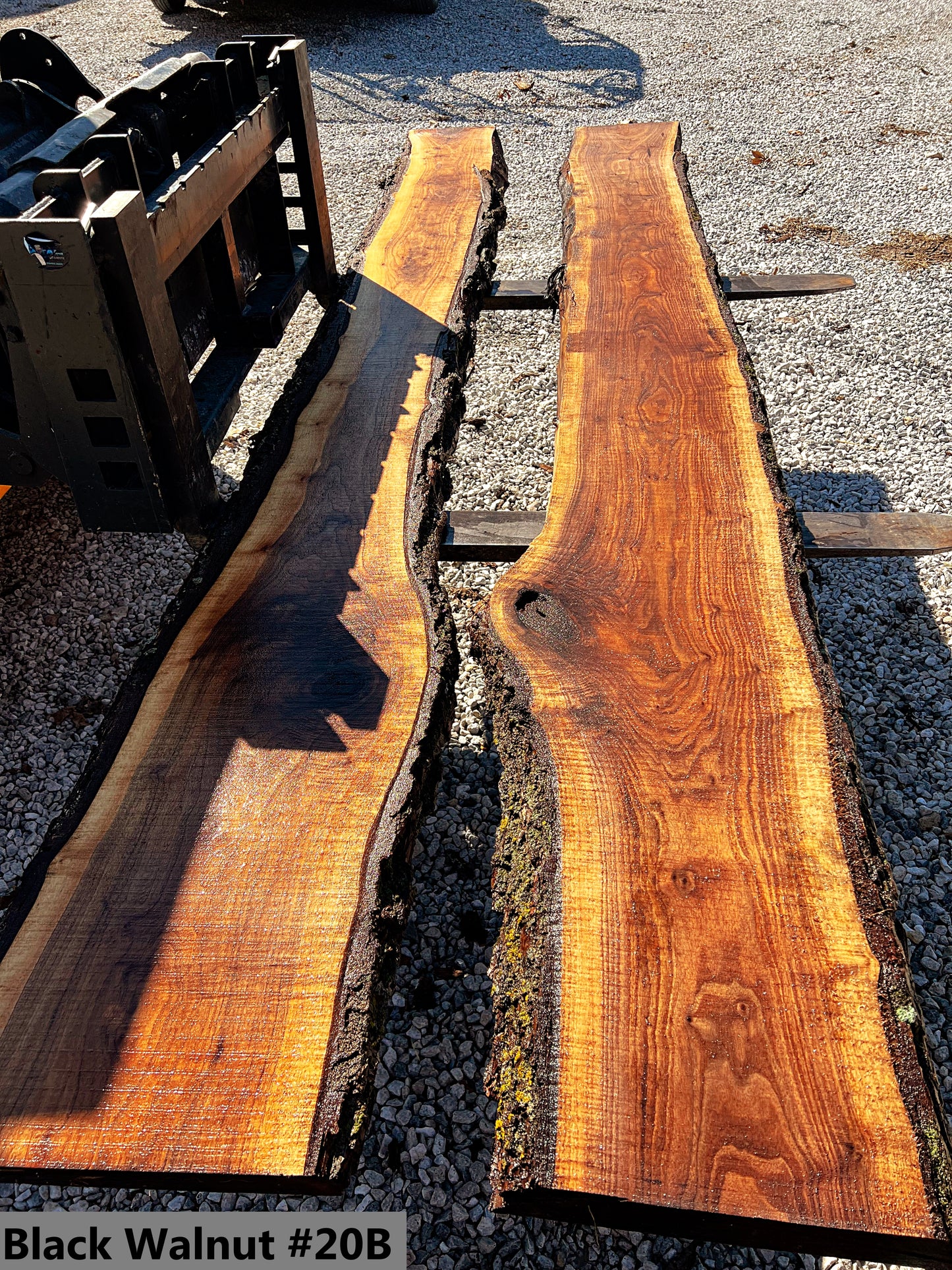 Black Walnut #20B