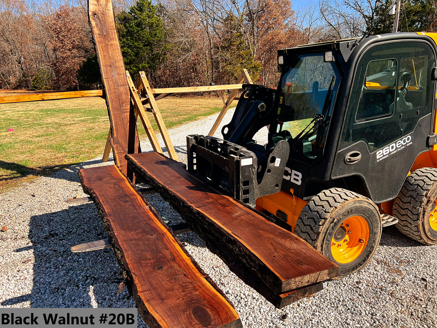 Black Walnut #20B