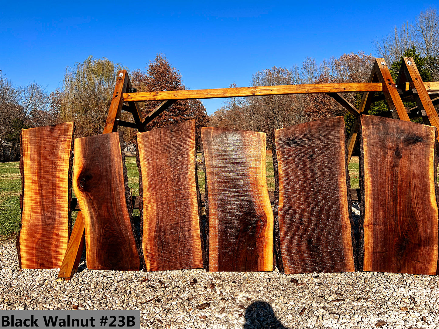 Black Walnut #23B