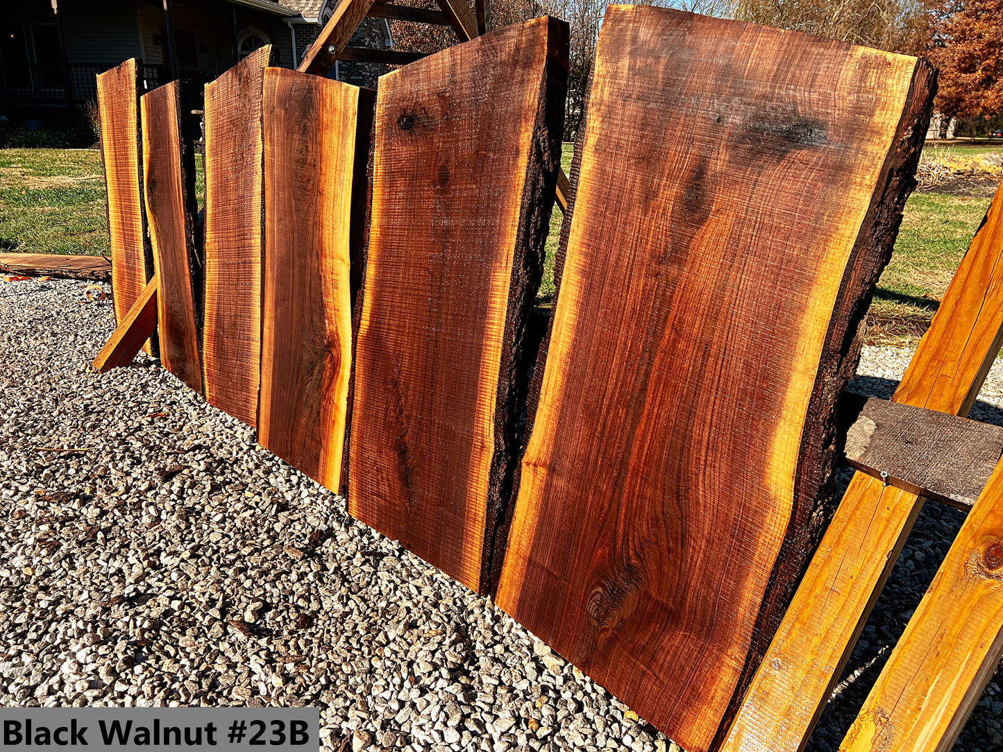 Black Walnut #23B