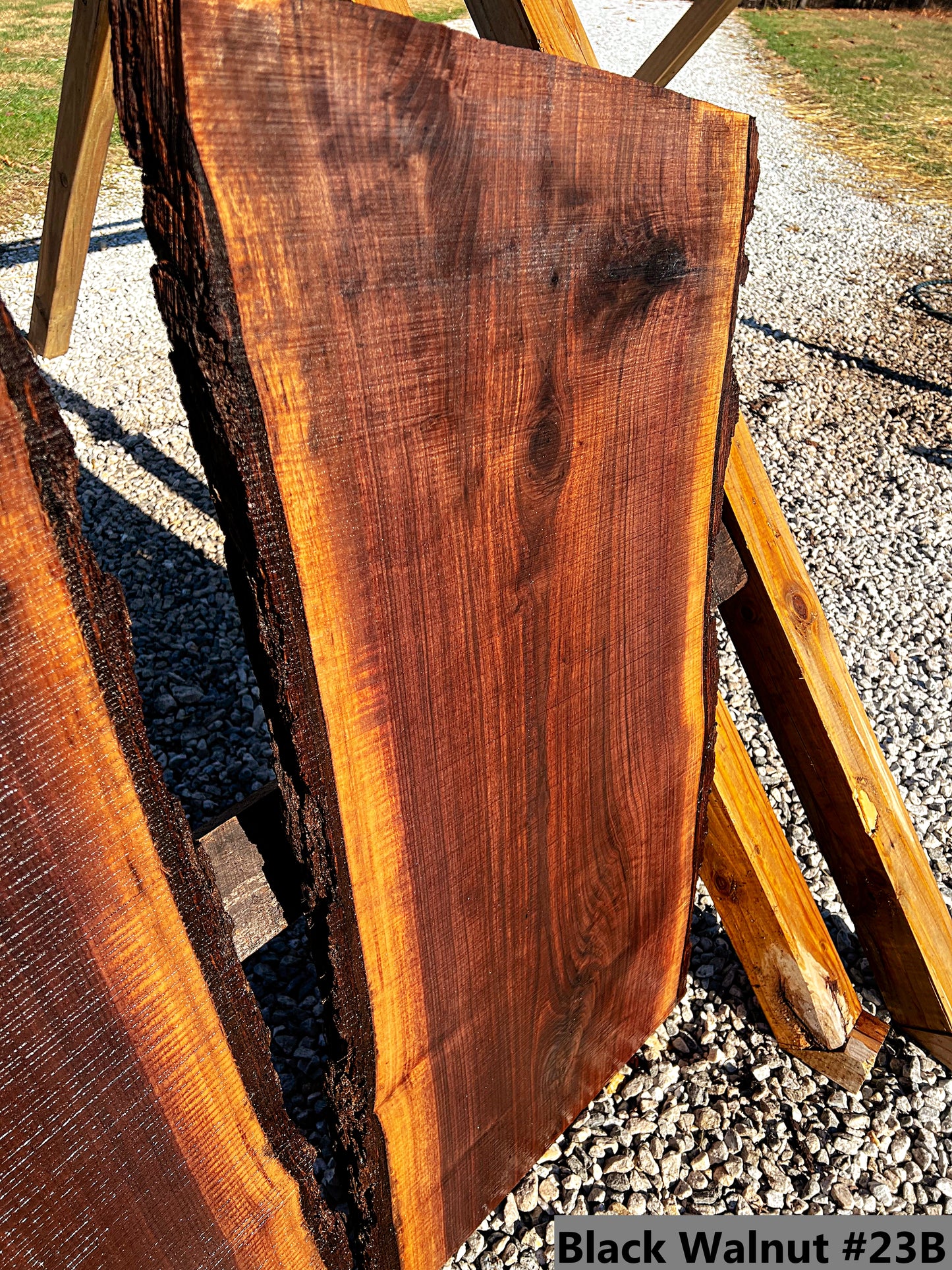 Black Walnut #23B