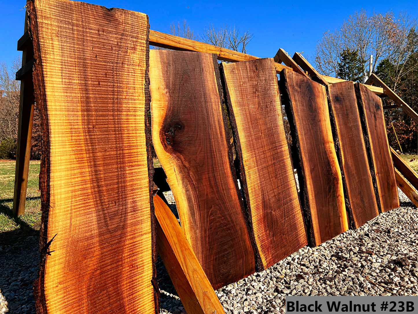 Black Walnut #23B