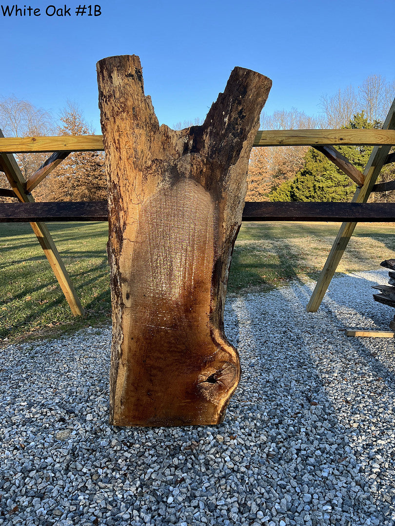 White Oak #1B