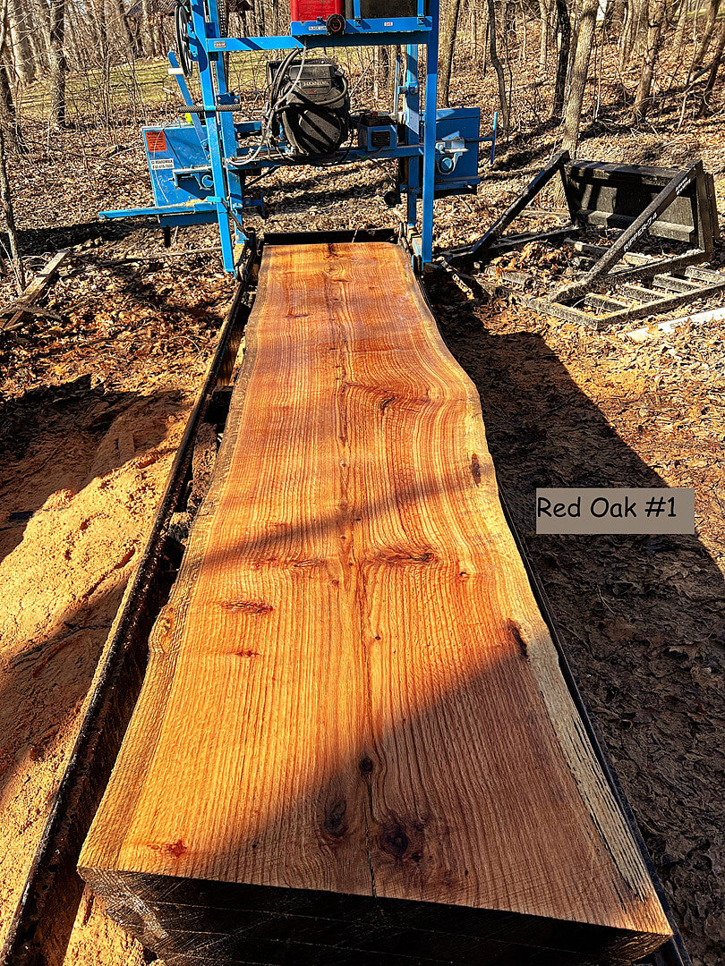 Red Oak #1