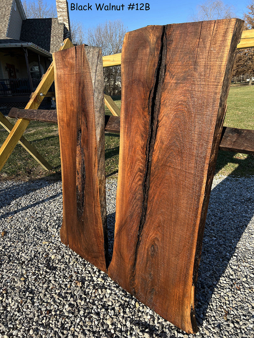 Black Walnut #12b