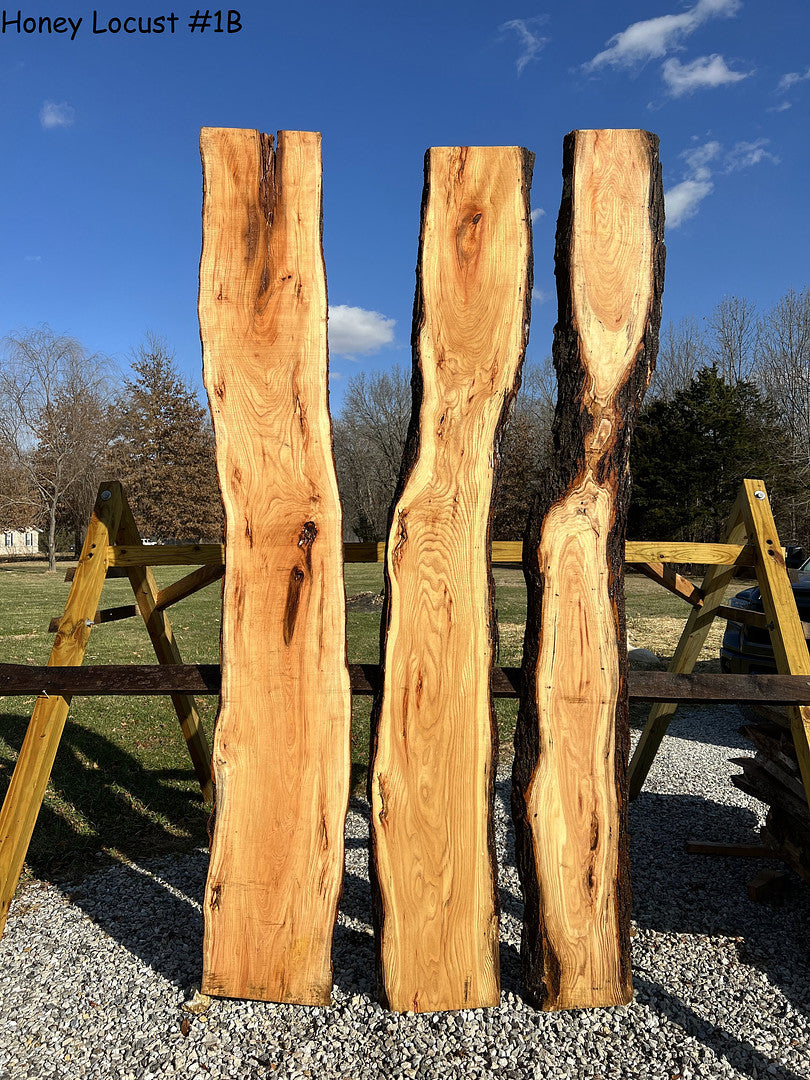 Honey Locust #1B
