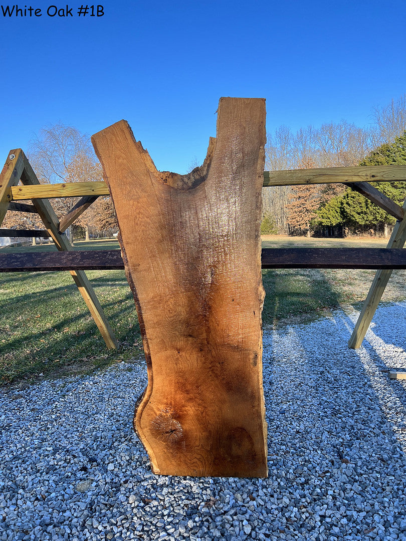 White Oak #1B