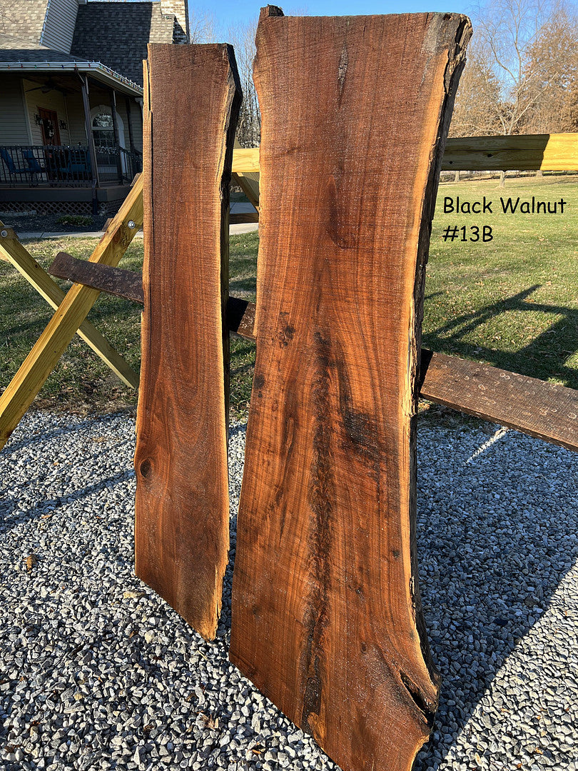 Black Walnut #13B