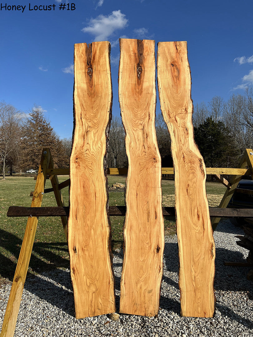 Honey Locust #1B