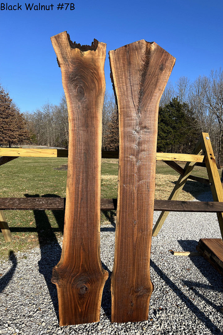 Black Walnut #7B