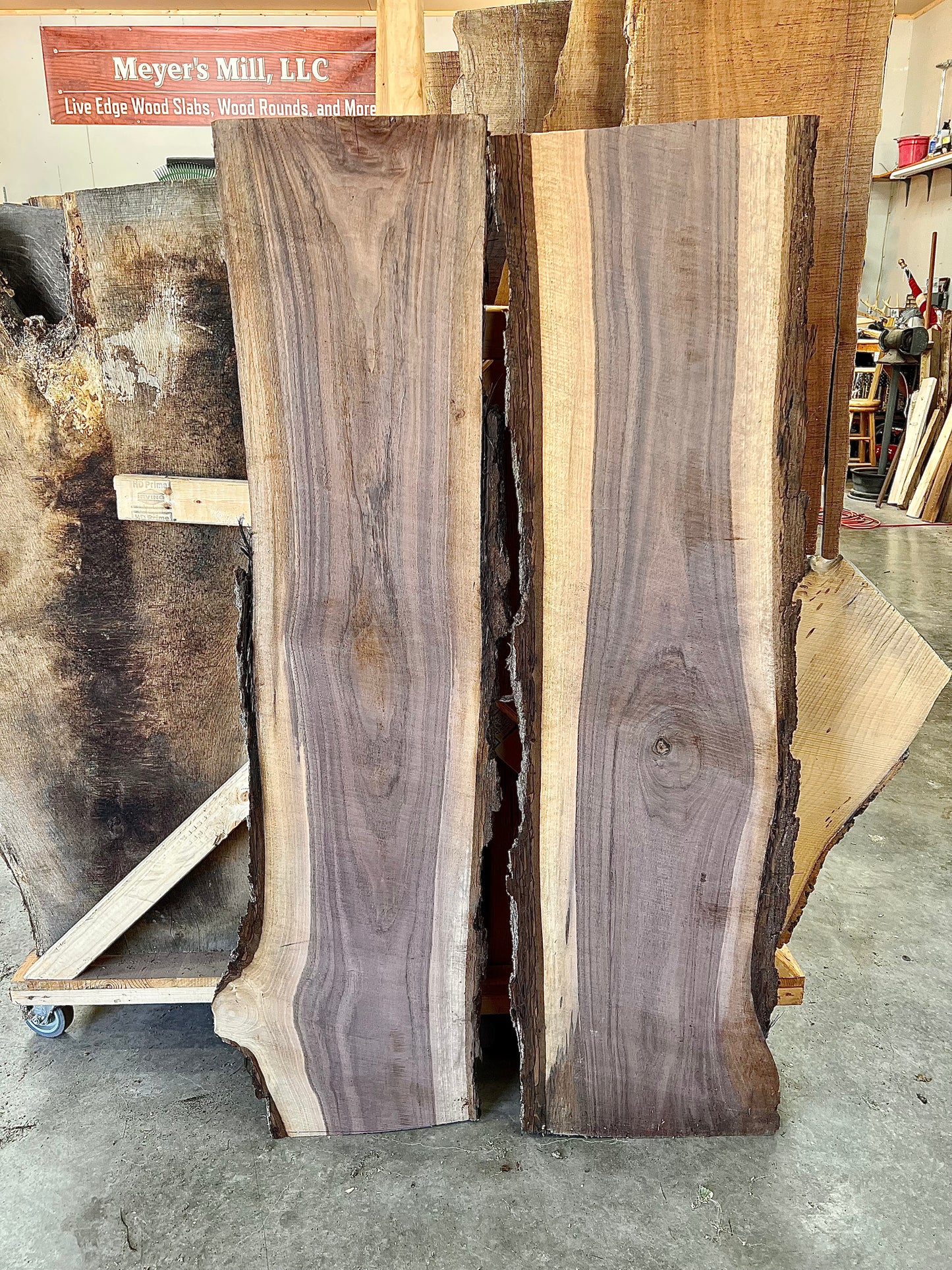 Black Walnut #5