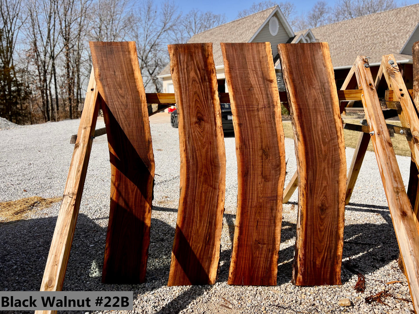 Black Walnut #22B