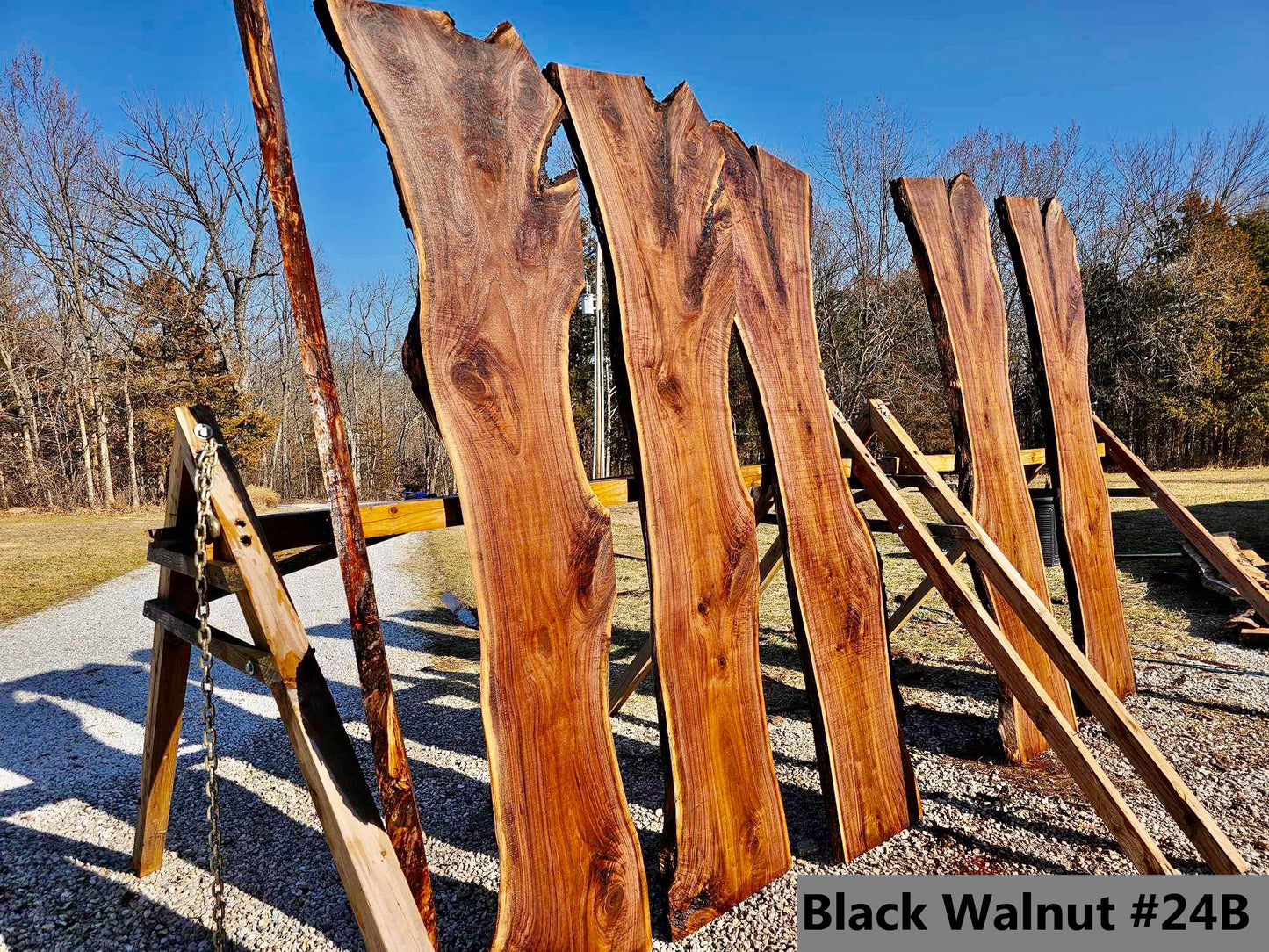 Black Walnut #24B