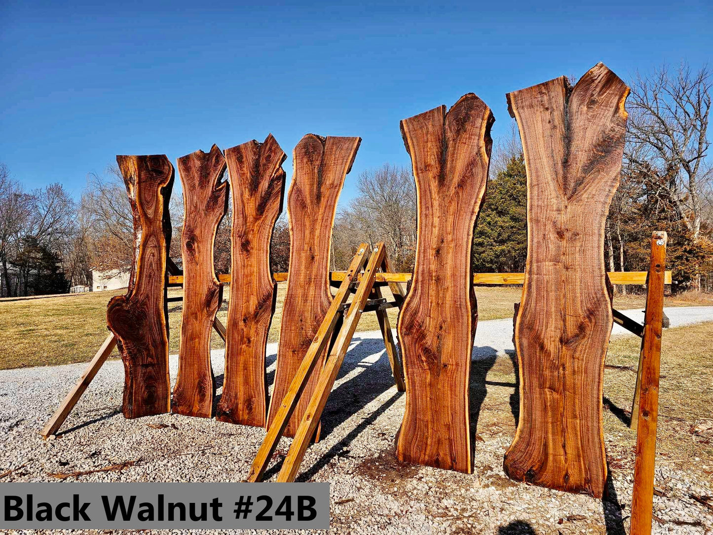 Black Walnut #24B