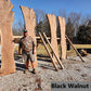 Black Walnut #24B