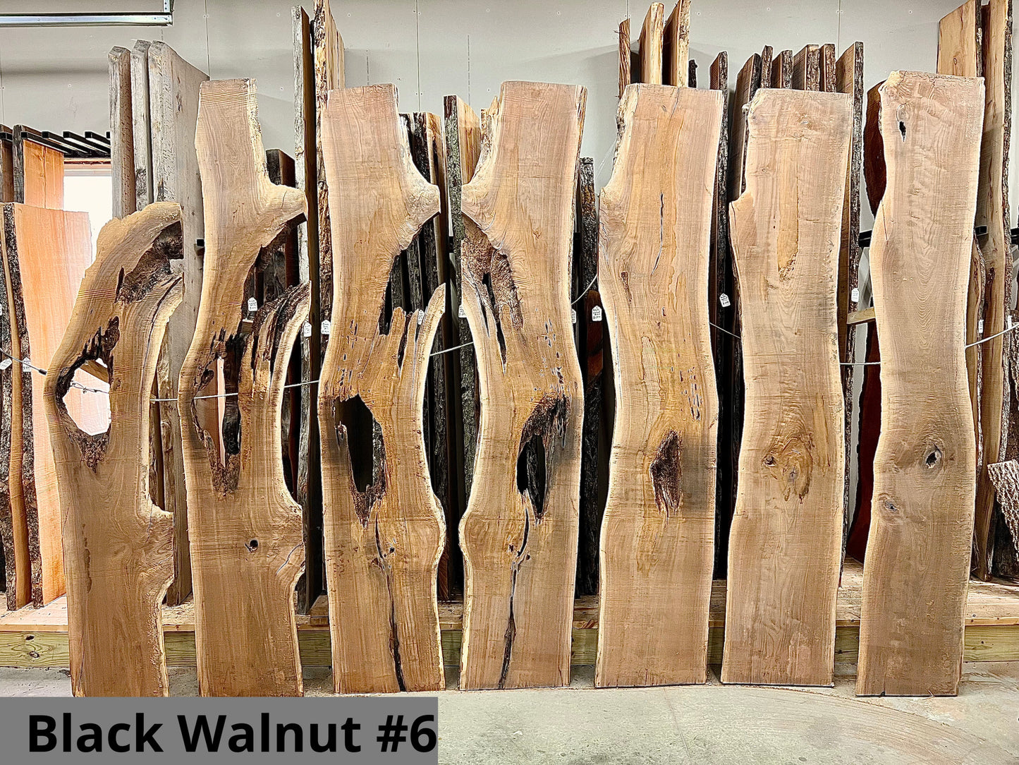 Black Walnut #6