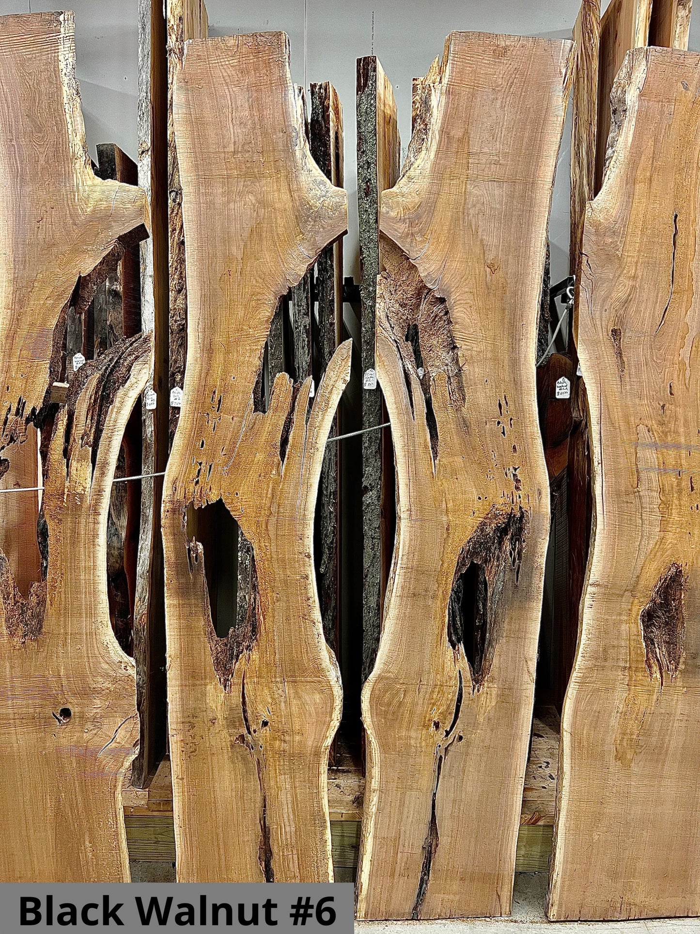 Black Walnut #6