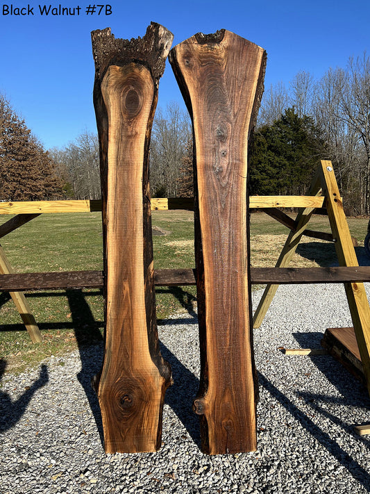 Black Walnut #7B