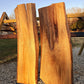 American Elm #1B