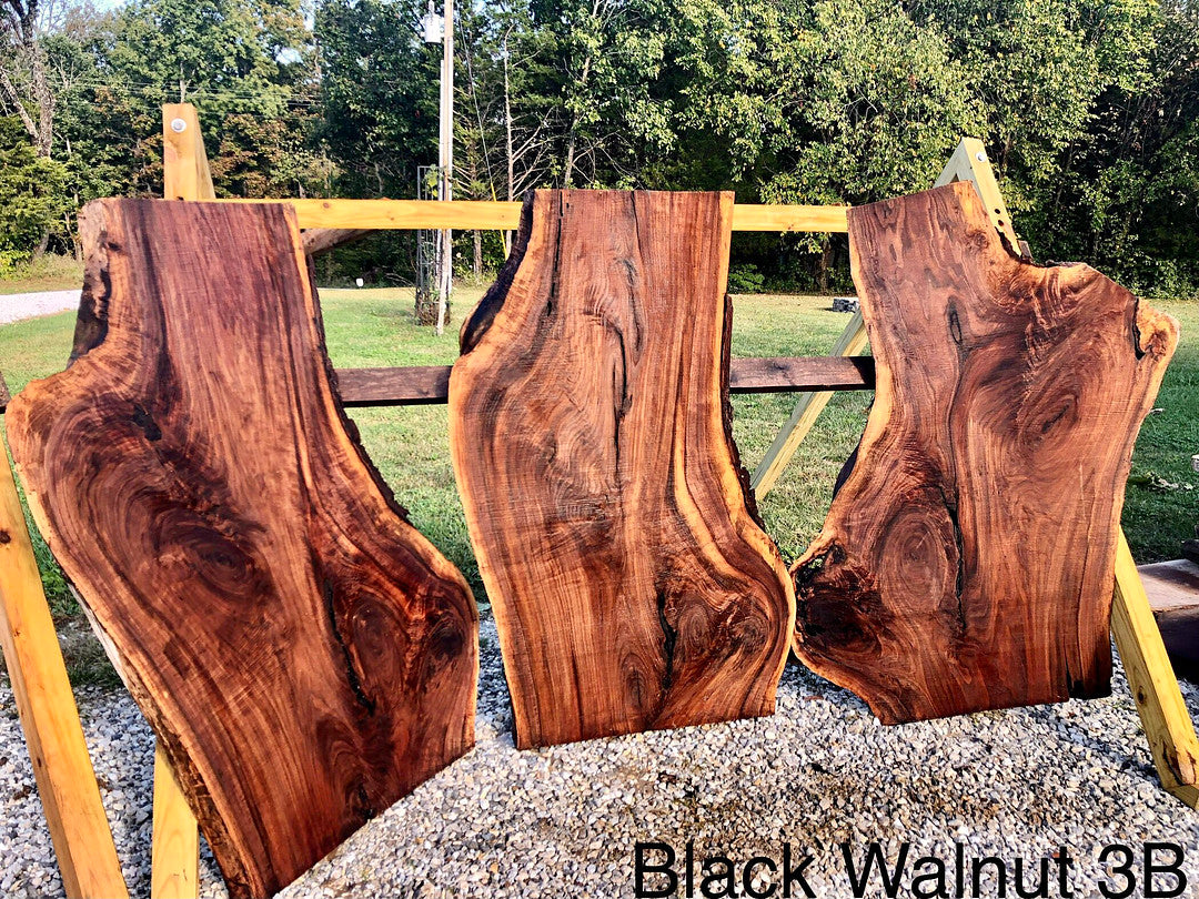 Black Walnut #3b