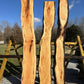 Honey Locust #1B