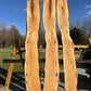 Honey Locust #1B